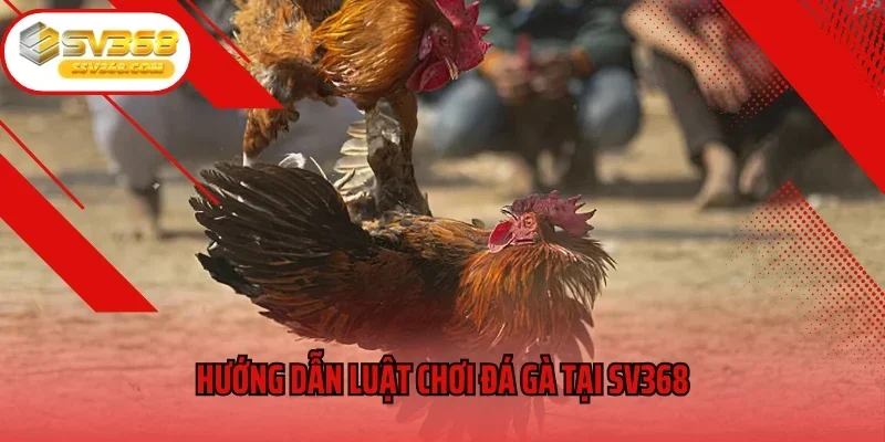 Hướng dẫn luật chơi đá gà tại SV368