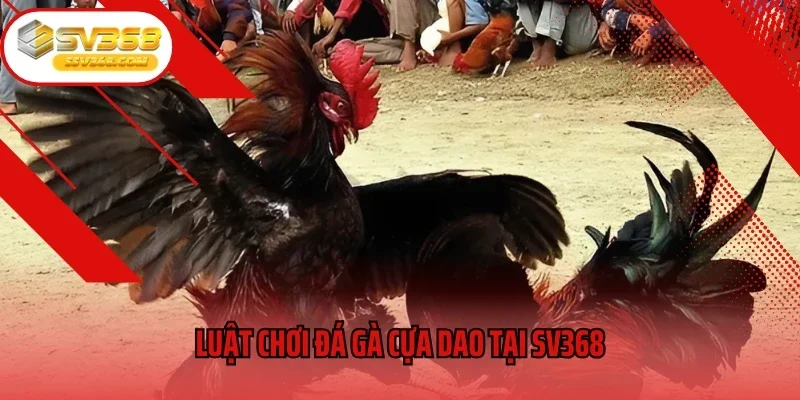 Luật chơi đá gà cựa dao tại SV368