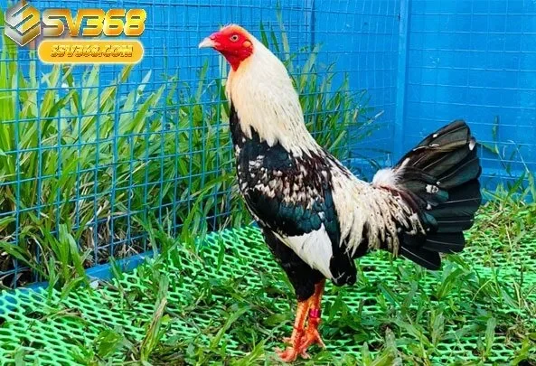 Đá Gà Tre Sv368 Là Gì? Vì Sao Được Ưa Chuộng?